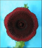 Huernia keniensis SB1